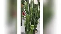 Bonsái de simulación de plantas de cactus artificiales de diseño clásico para decoración de interiores